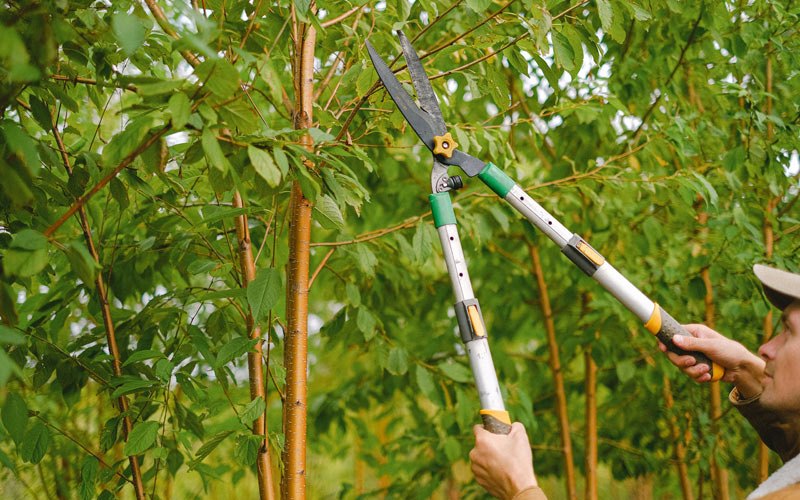 Tree trimming in Shasta, CA